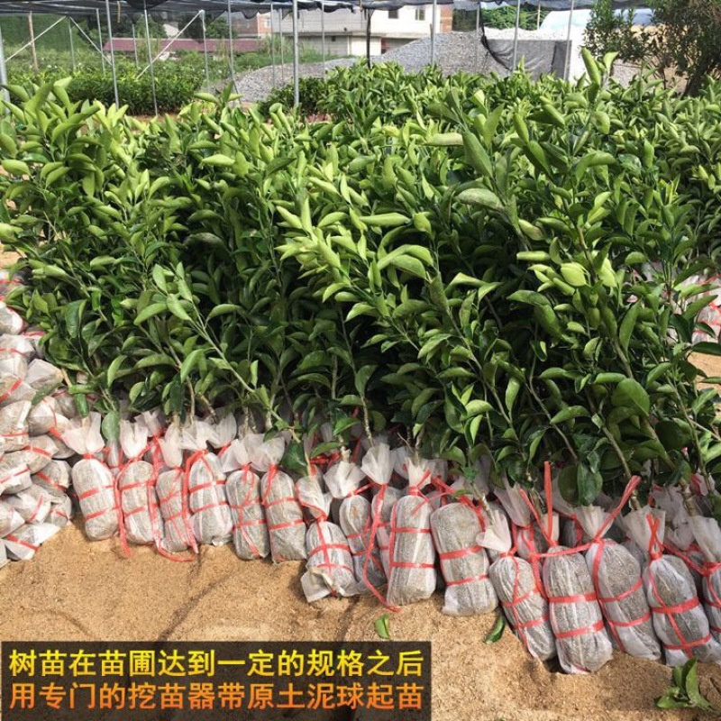 皇帝柑苗50~80cm