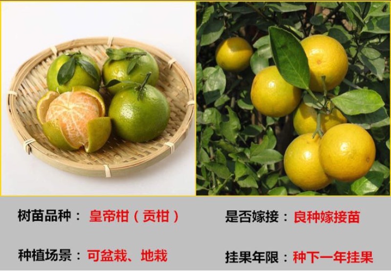 皇帝柑苗50~80cm