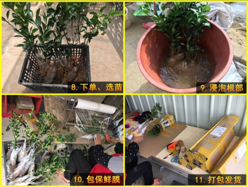 皇帝柑苗50~80cm