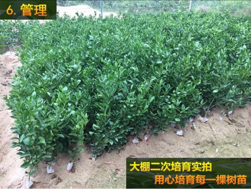 皇帝柑苗50~80cm