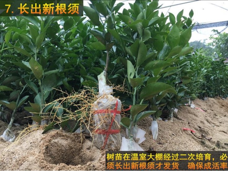 皇帝柑苗50~80cm