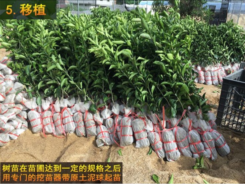 皇帝柑苗50~80cm