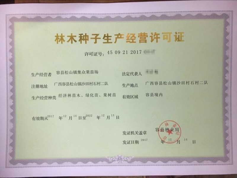 皇帝柑苗50~80cm