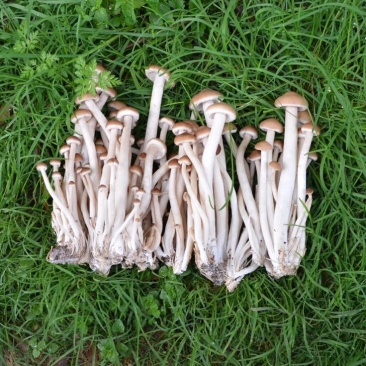 白茶树菇8cm