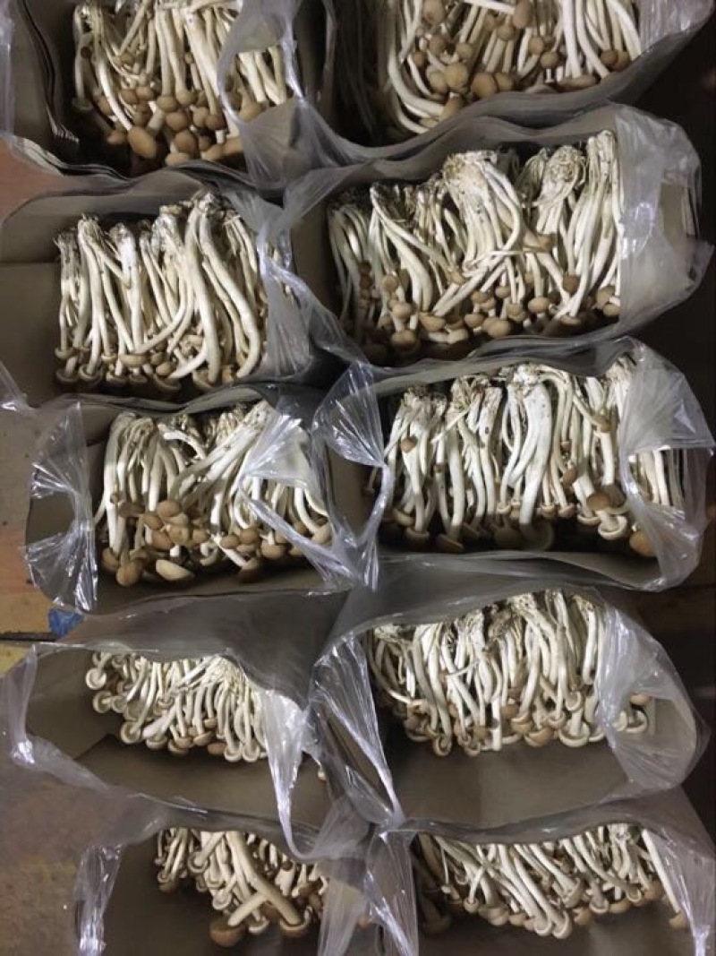 白茶树菇8cm