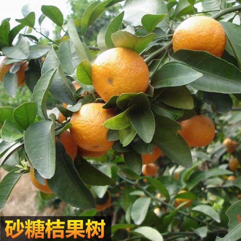 沙糖桔苗50~80cm