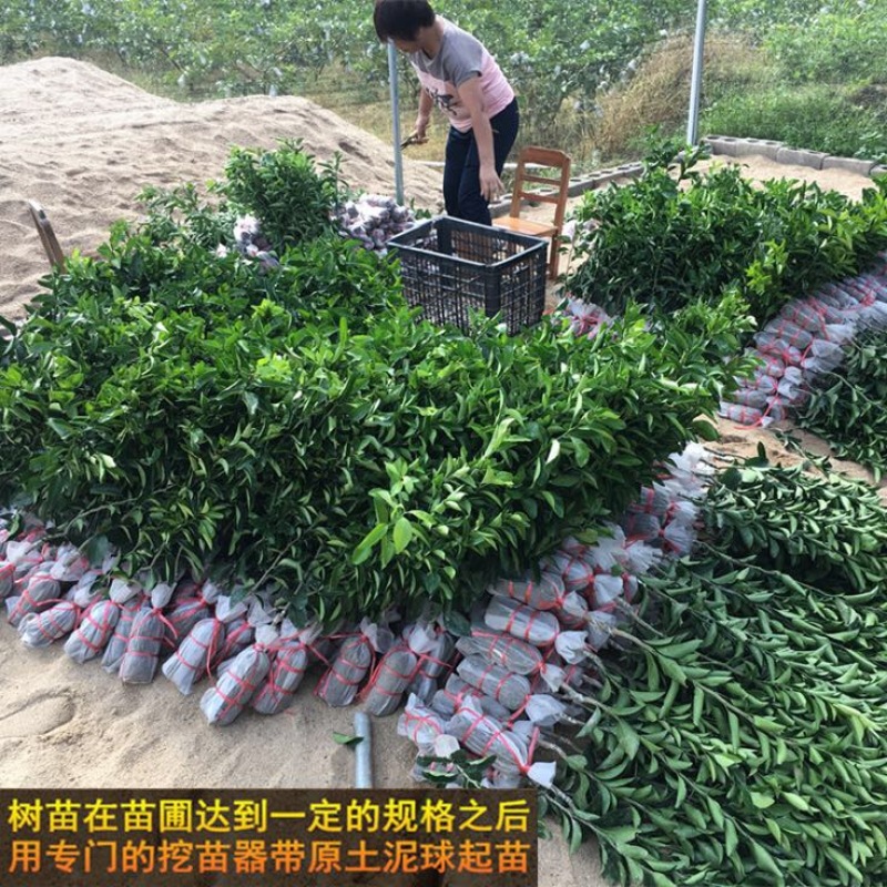 沙糖桔苗50~80cm