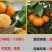 沙糖桔苗50~80cm