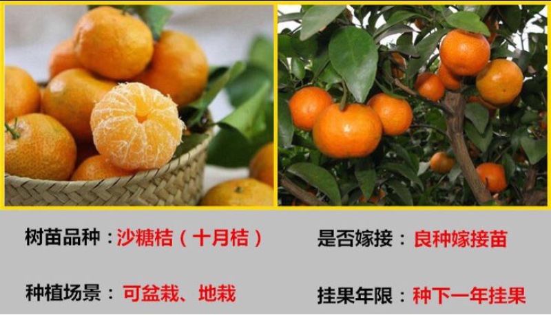 沙糖桔苗50~80cm
