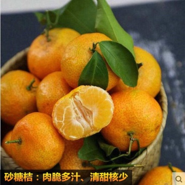 沙糖桔苗50~80cm