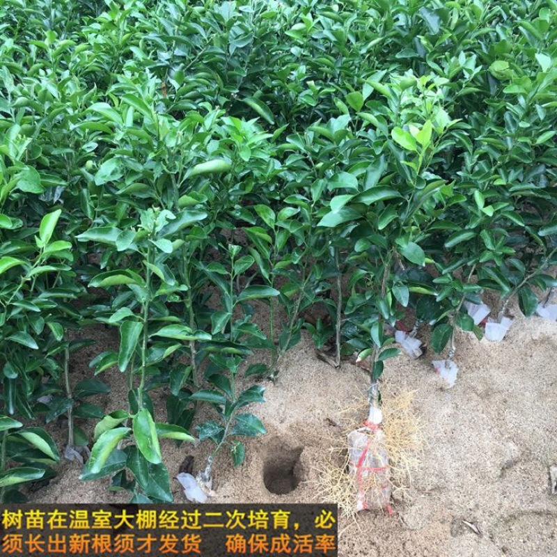 沙糖桔苗50~80cm