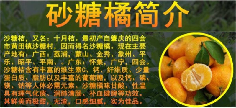 沙糖桔苗50~80cm