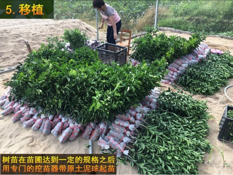 沙糖桔苗50~80cm