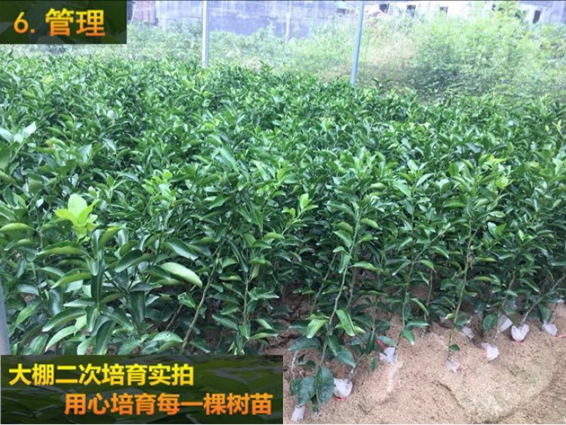 沙糖桔苗50~80cm