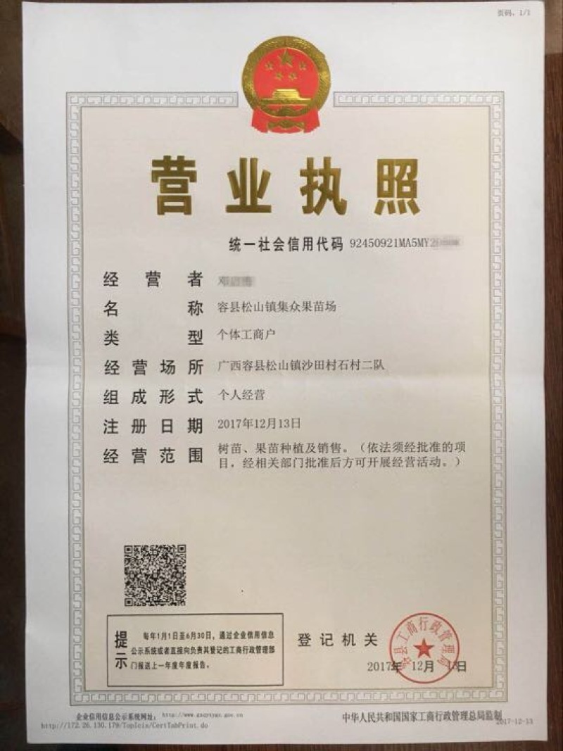 沙糖桔苗50~80cm