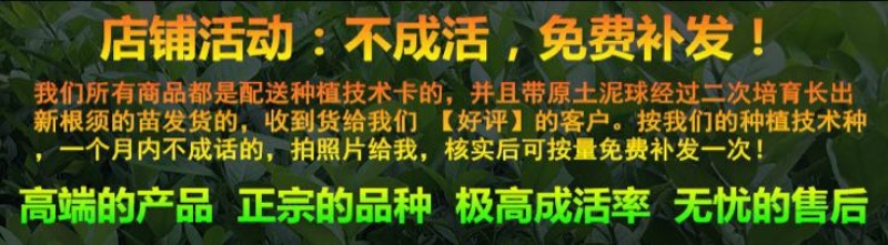 沙糖桔苗50~80cm