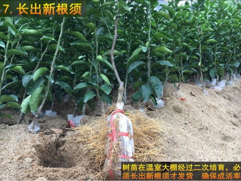 沙糖桔苗50~80cm