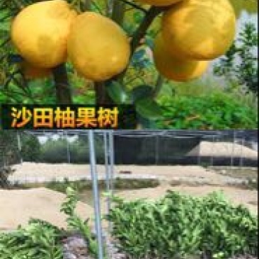 柚子树苗0.2cm以下0.5~0.8m