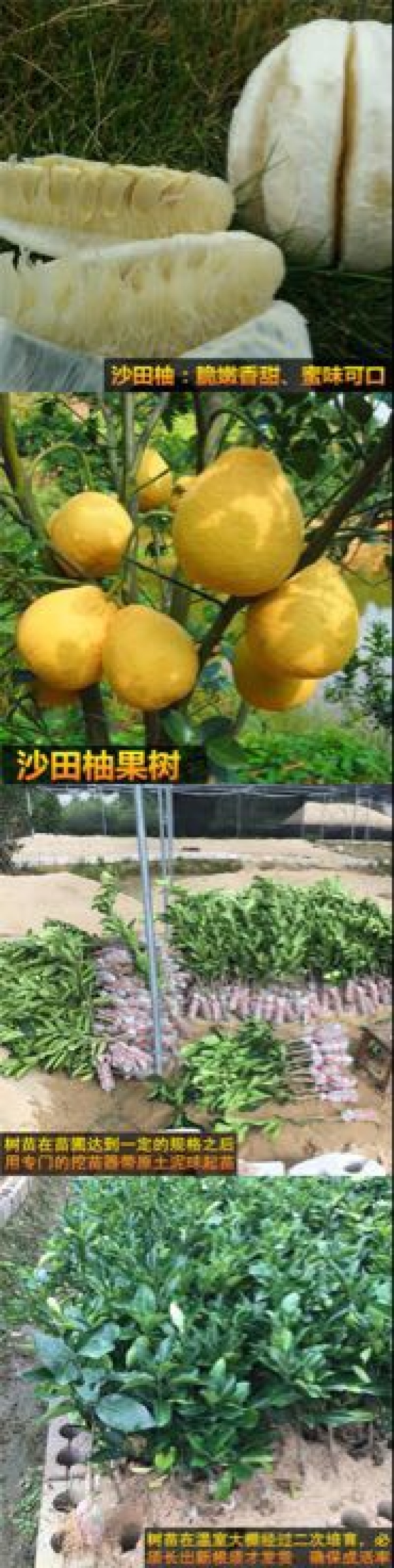 柚子树苗0.2cm以下0.5~0.8m