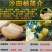 柚子树苗0.2cm以下0.5~0.8m