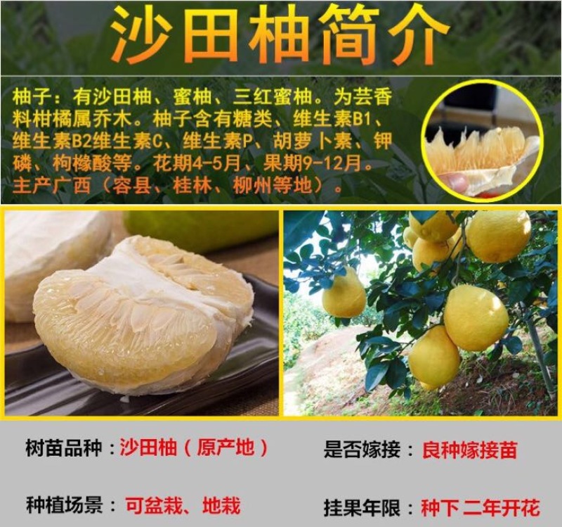 柚子树苗0.2cm以下0.5~0.8m