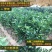 柚子树苗0.2cm以下0.5~0.8m