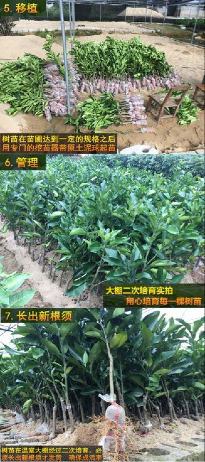 柚子树苗0.2cm以下0.5~0.8m