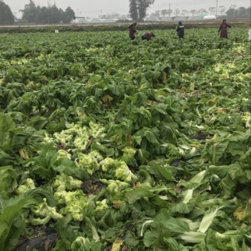 早熟儿菜，基地直销。量大从优
