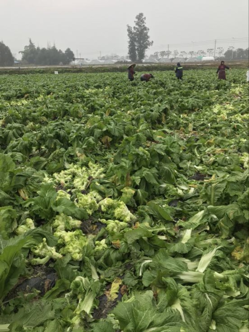 早熟儿菜，基地直销。量大从优