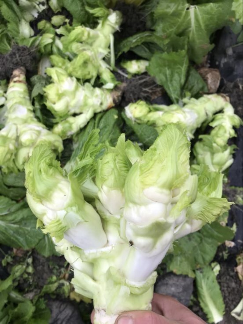 早熟儿菜，基地直销。量大从优
