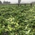 早熟儿菜，基地直销。量大从优