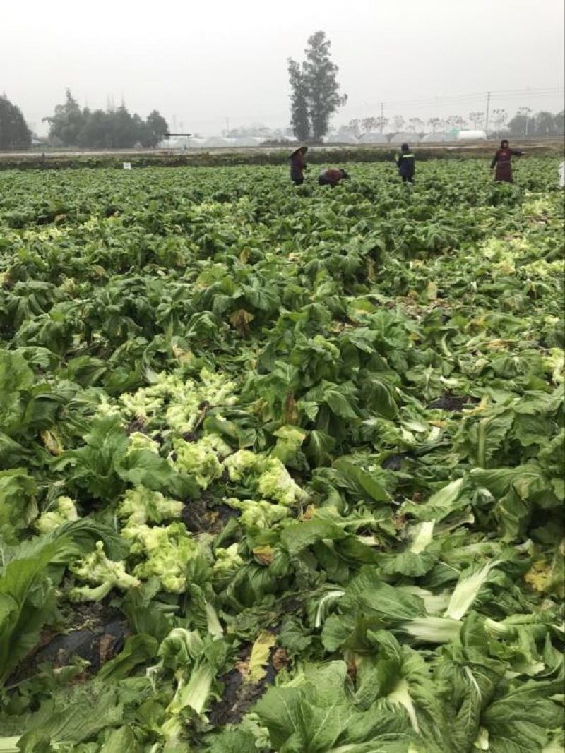 早熟儿菜，基地直销。量大从优