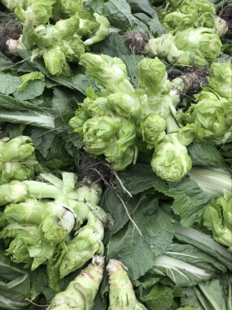 早熟儿菜，基地直销。量大从优