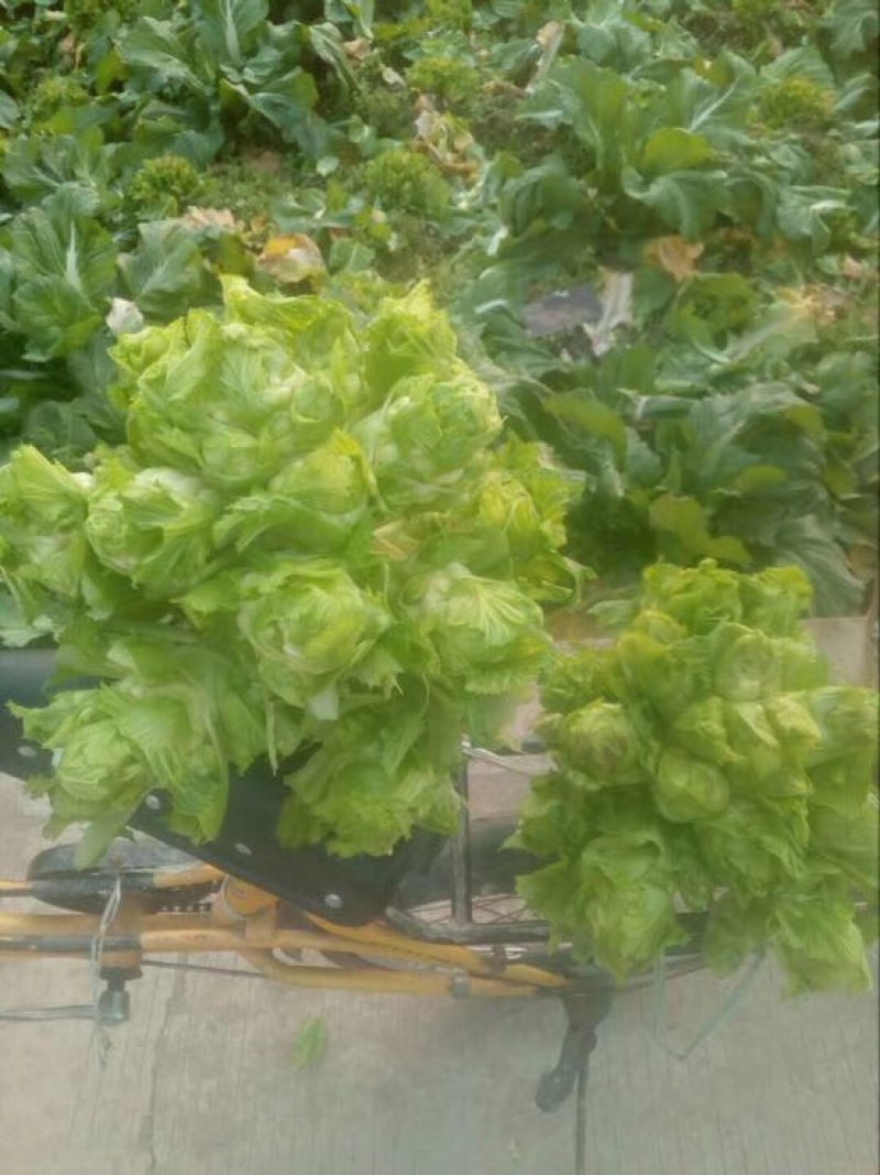 早熟儿菜，基地直销。量大从优