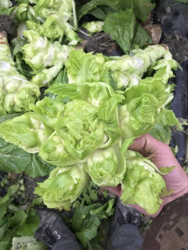 早熟儿菜，基地直销。量大从优