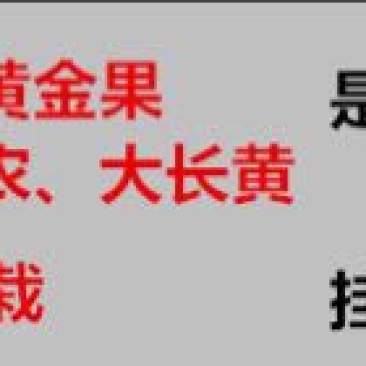 紫香1号百香果苗10cm以下