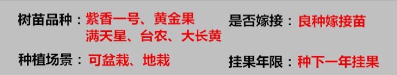紫香1号百香果苗10cm以下