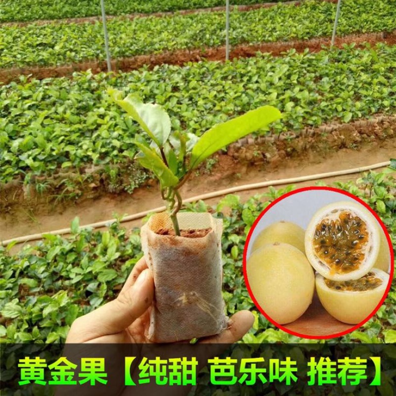 紫香1号百香果苗10cm以下