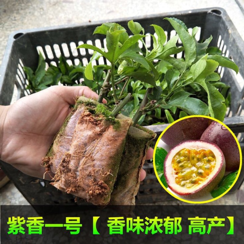紫香1号百香果苗10cm以下