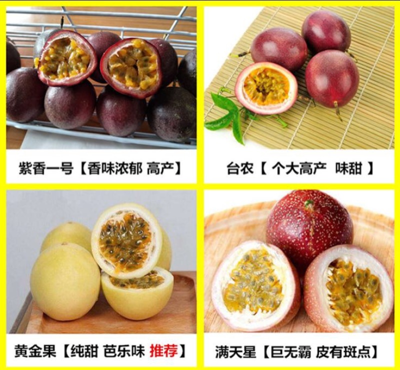 紫香1号百香果苗10cm以下