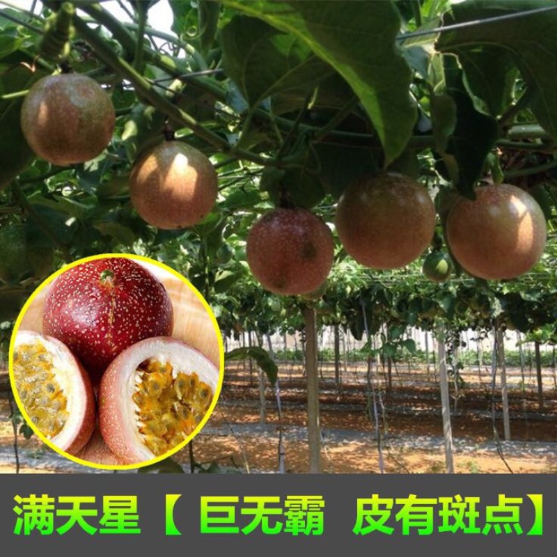 紫香1号百香果苗10cm以下