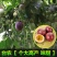 紫香1号百香果苗10cm以下