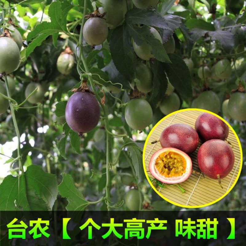 紫香1号百香果苗10cm以下