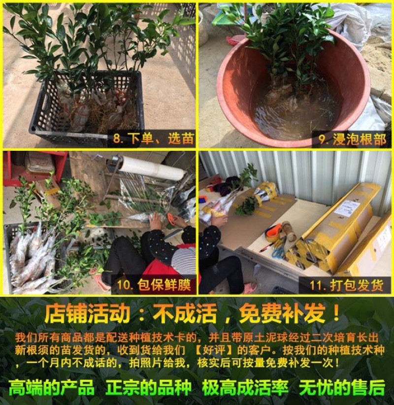大五星枇杷苗51~80cm