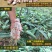 大五星枇杷苗51~80cm