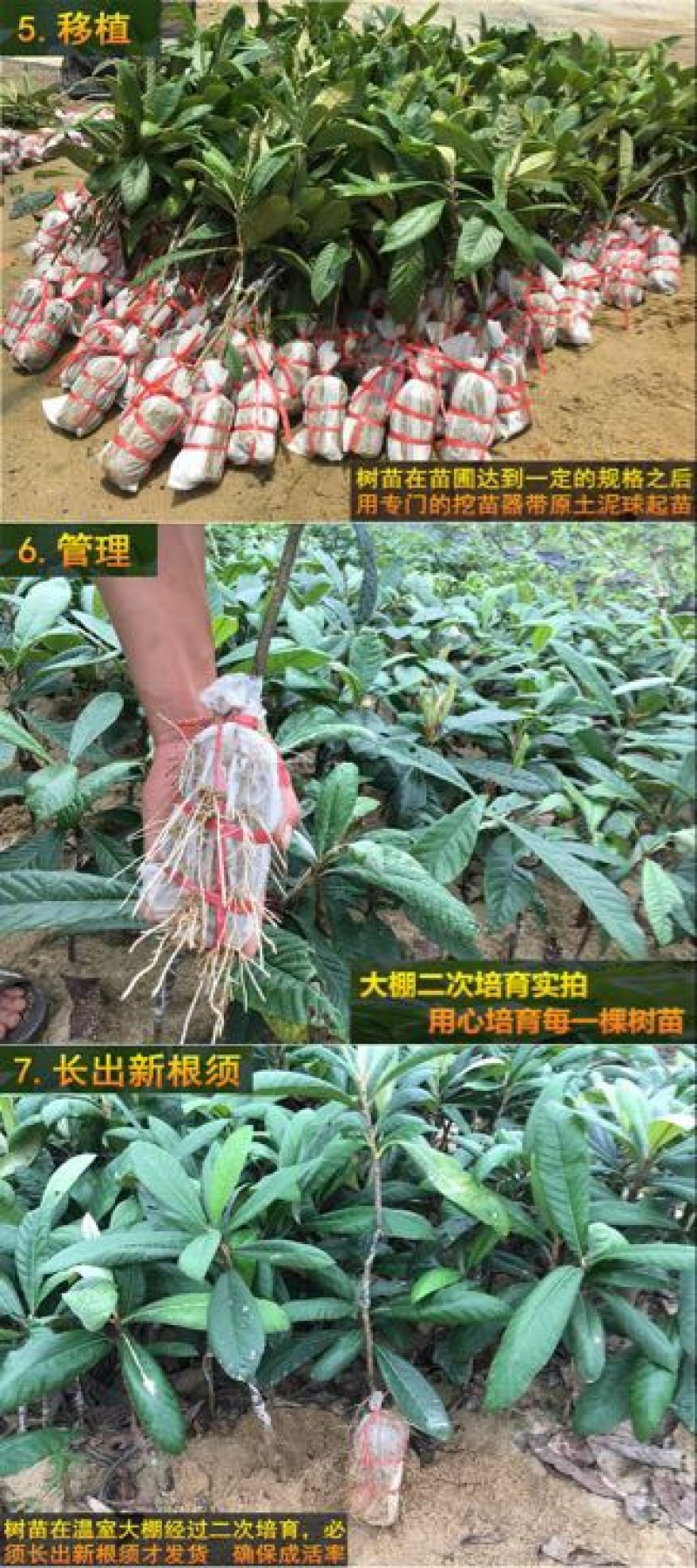 大五星枇杷苗51~80cm