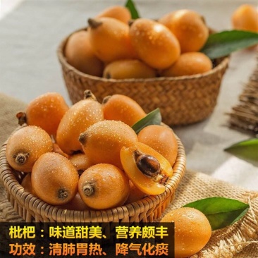 枇杷树苗51~80cm
