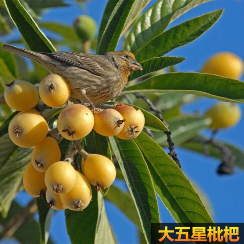 枇杷树苗51~80cm
