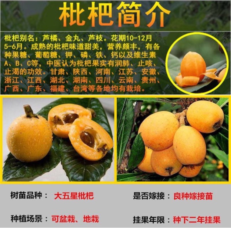 枇杷树苗51~80cm