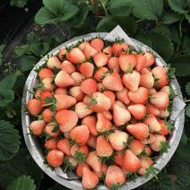 小白草莓20克以下